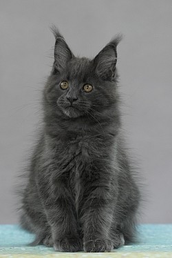 Maine coon en Walonnie