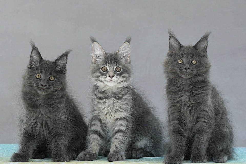 Portée de Saona & Aladdin (21 juin 2025)