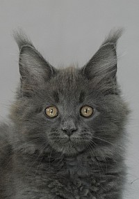 Portrait Maine Coon