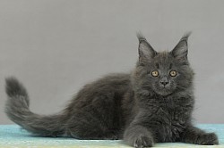 Chat qui fait la grimace