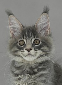 Maine Coon disponible