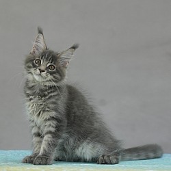 Maine Coon dispo