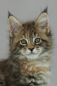 Maine Coon tortie