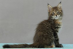 Maine Coon brown tortie