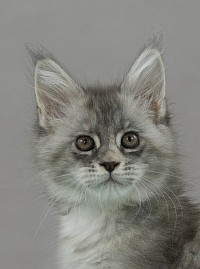 Maine Coon bleue silver