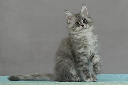 Chaton maine coon