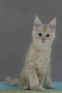 Maine Coon roux