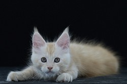 Maine coon à vendre à Namur