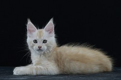 Maine Coon red