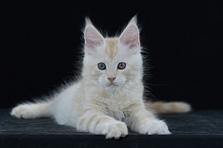 Maine Coon red silver mackerel tabby
