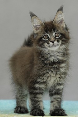 Maine Coon pour élevage