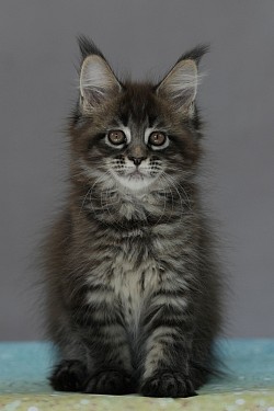Maine Coon 1 mois et demi