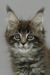 Maine Coon brown blotched tabby