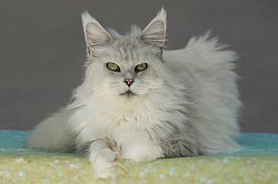 Maine Coon black silver shell