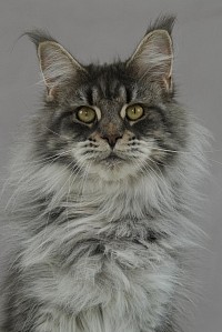 Chaton Maine COon