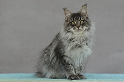 Portrait Maine Coon