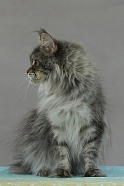 Maine Coon bleu silver