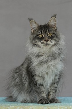 Chaton Maine Coon lynx