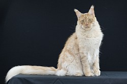 Maine Coon Red silver