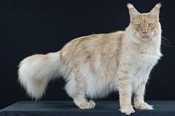 Maine Coon roux