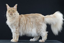 Maine Coon Spotted