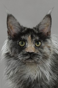 Femelle Maine Coon reproductrice