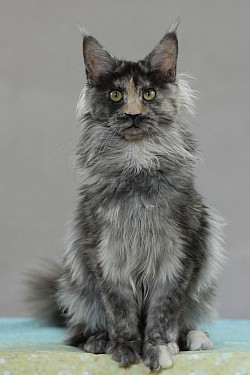 Maine Coon hight smoke
