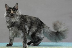 Maine Coon black smoke tortie