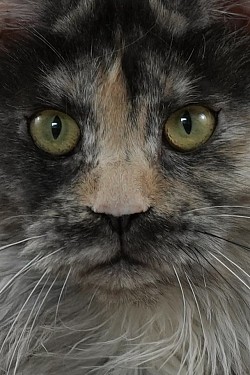 portrait maine coon