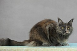 Maine Coon jouette