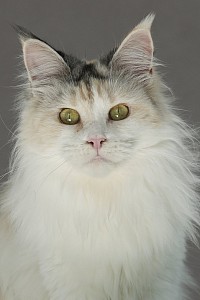 Maine Coon arlequin