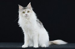 Maine Coon tricolor