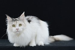 Maine Coon avec beaucoup de blanc
