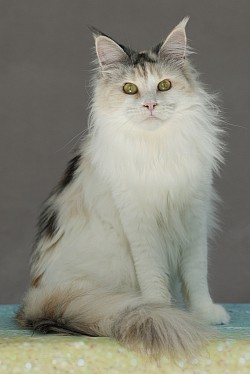 Maine Coon arlequin et blanc