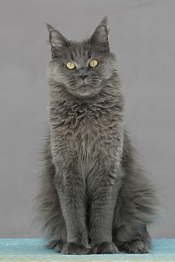 Femelle Maine Coon bleue