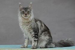 Maine Coon géant