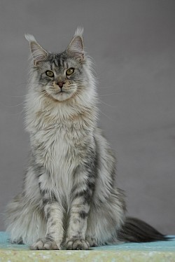 Maine Coon XXL