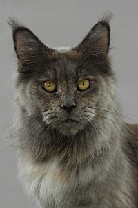 Maine Coon bleue tortie