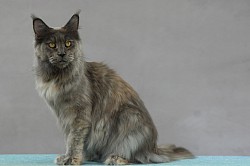 Maine Coon aux yeux or