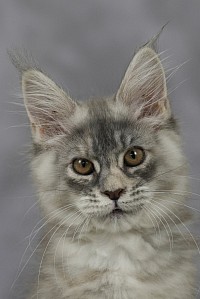 Maine Coon bleue silver