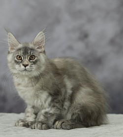 Maine coon disponible