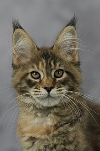 Maine Coon tortie