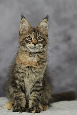Maine Coon brown tortie