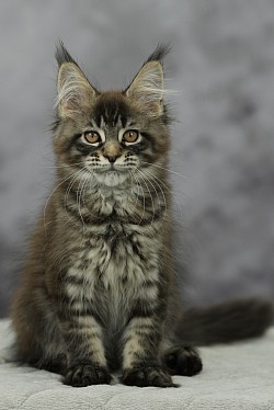 Maine Coon black tabby