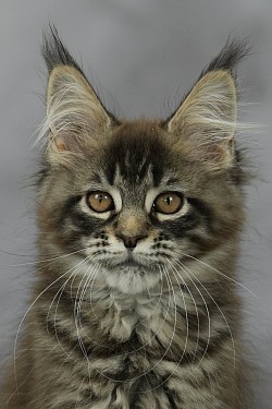 Maine coon gigansteque