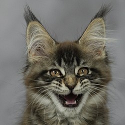 Maine coon brown blotched tabby