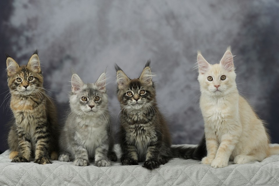 Portée Tigresse & Vador (14/07/2025)