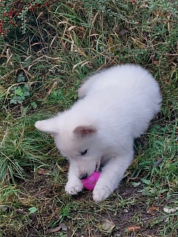 Chiot berger blanc suisse