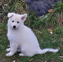 Elevage Berger Blanc Suisse