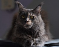 Femelle Maine Coon bleue tortie
